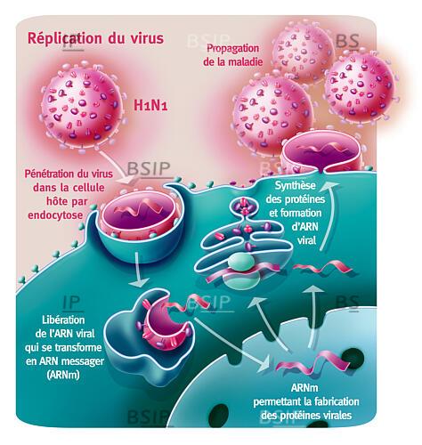 Grippe a h1n1 virus infection