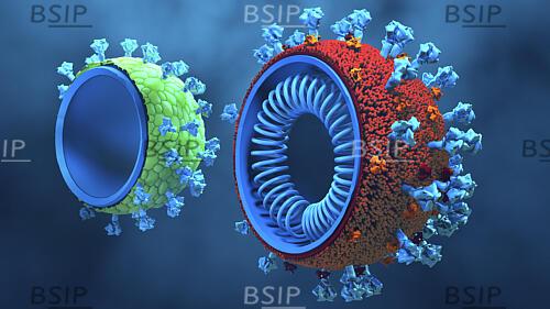 Vaccin protéique de type virus pour Covid-19, illustration