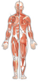 Muscle anatomie