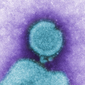 Grippe a h7n9 virus