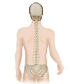 Colonne vertebrale anatomie