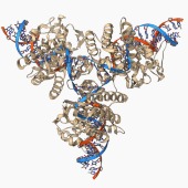 Cre-Lox recombination, molecular model