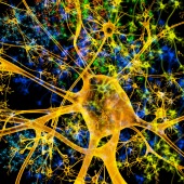 Neuron, illustration