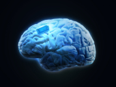 Human brain with microchip, illustration