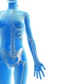 Female skeletal system, Illustration